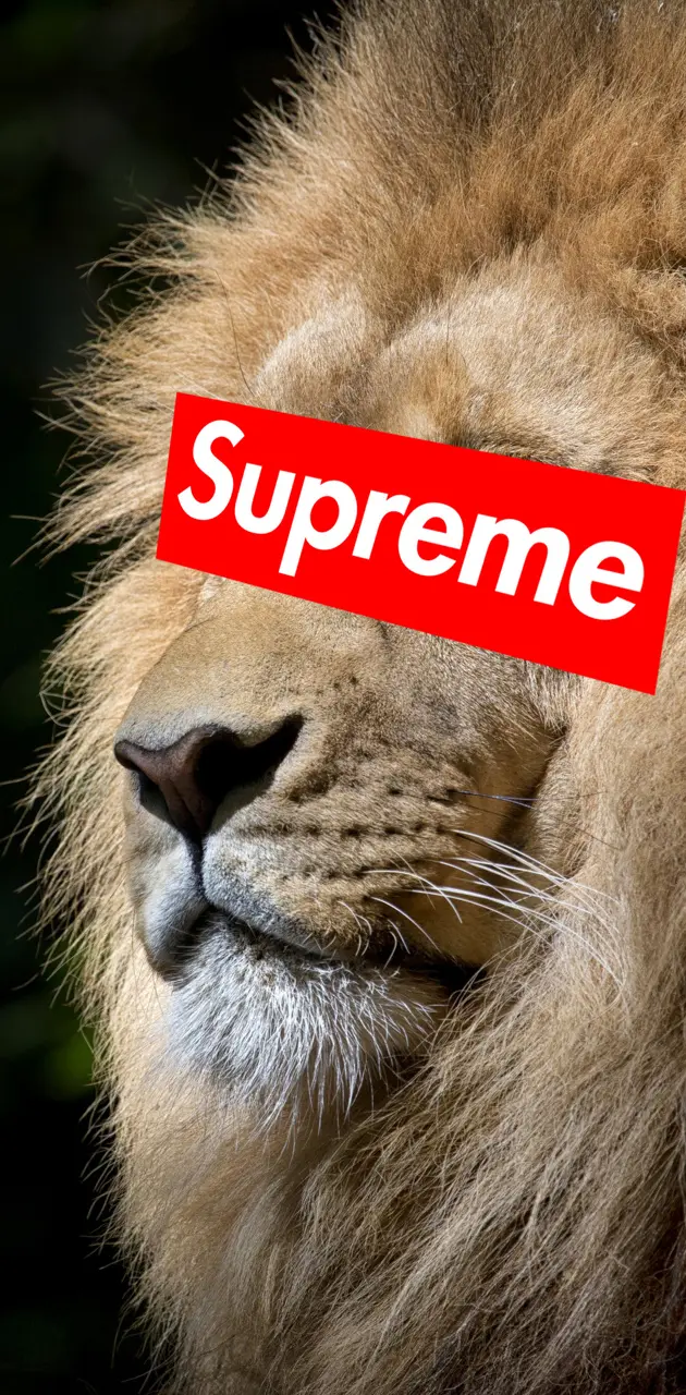 Supreme Lion