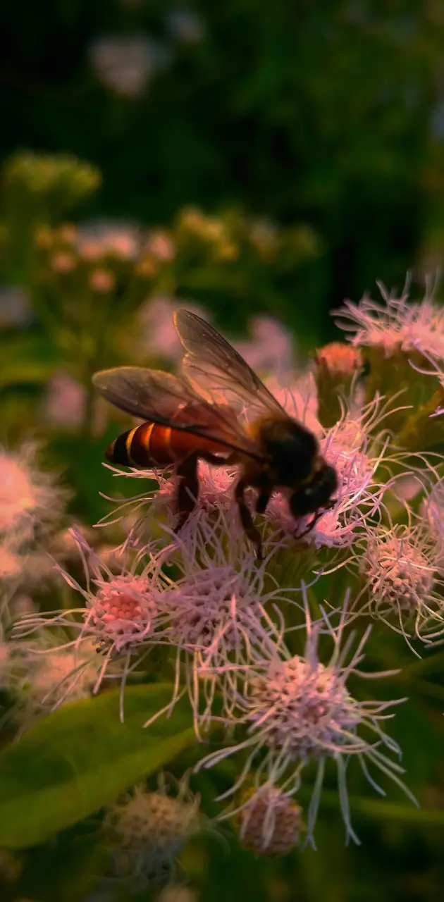 Bees nectar