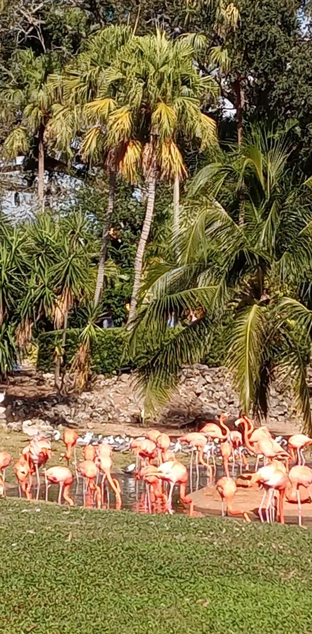 Flamingo posse