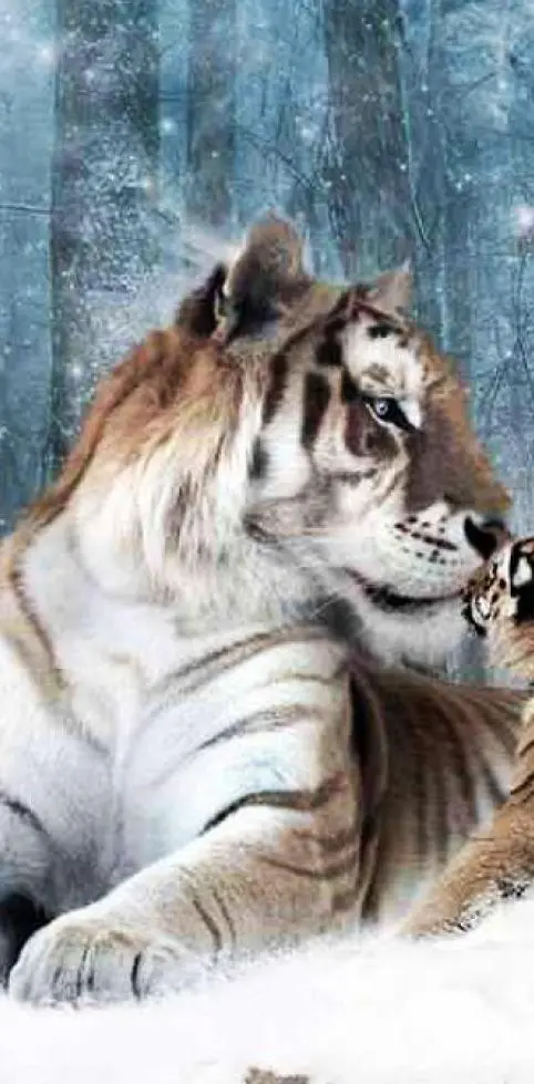 Snow tabby tiger