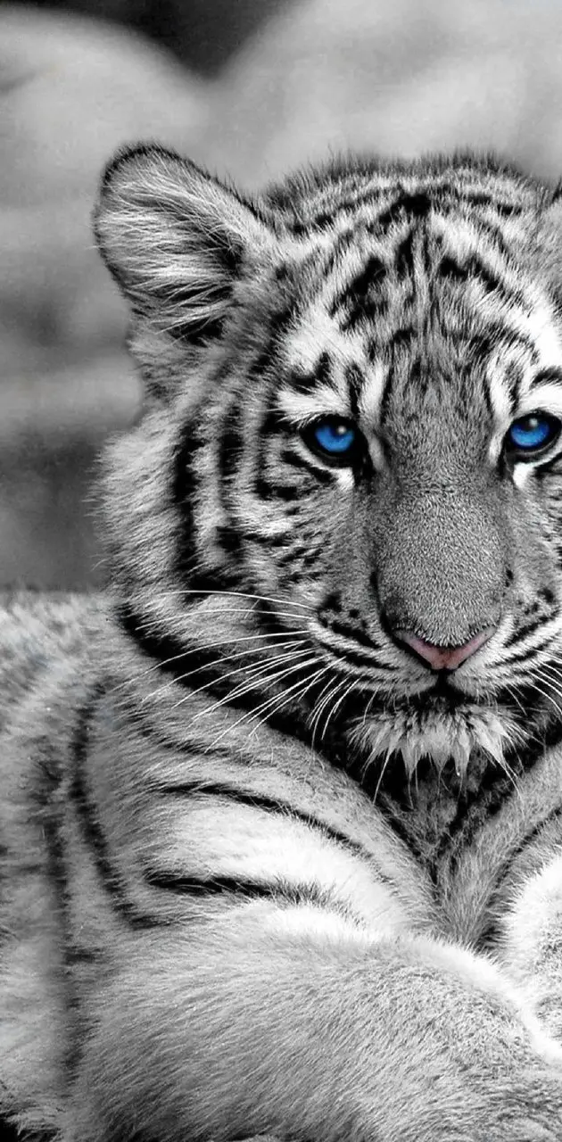 baby white tiger wallpaper with blue eyes