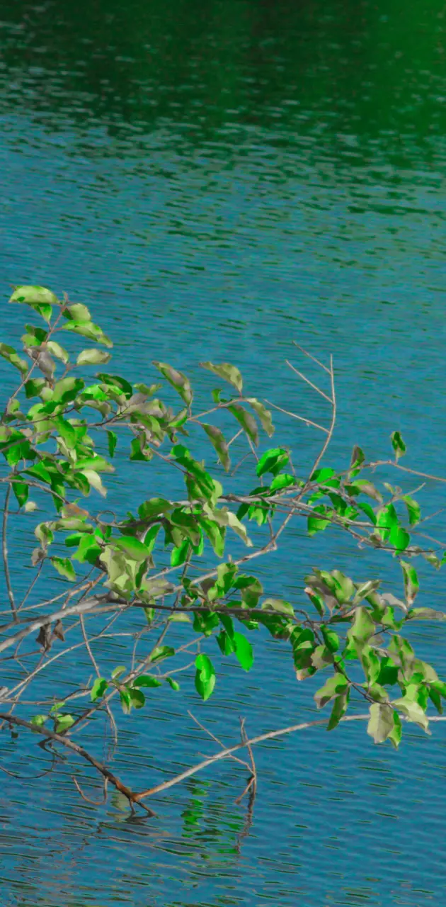 Tree on the Water 