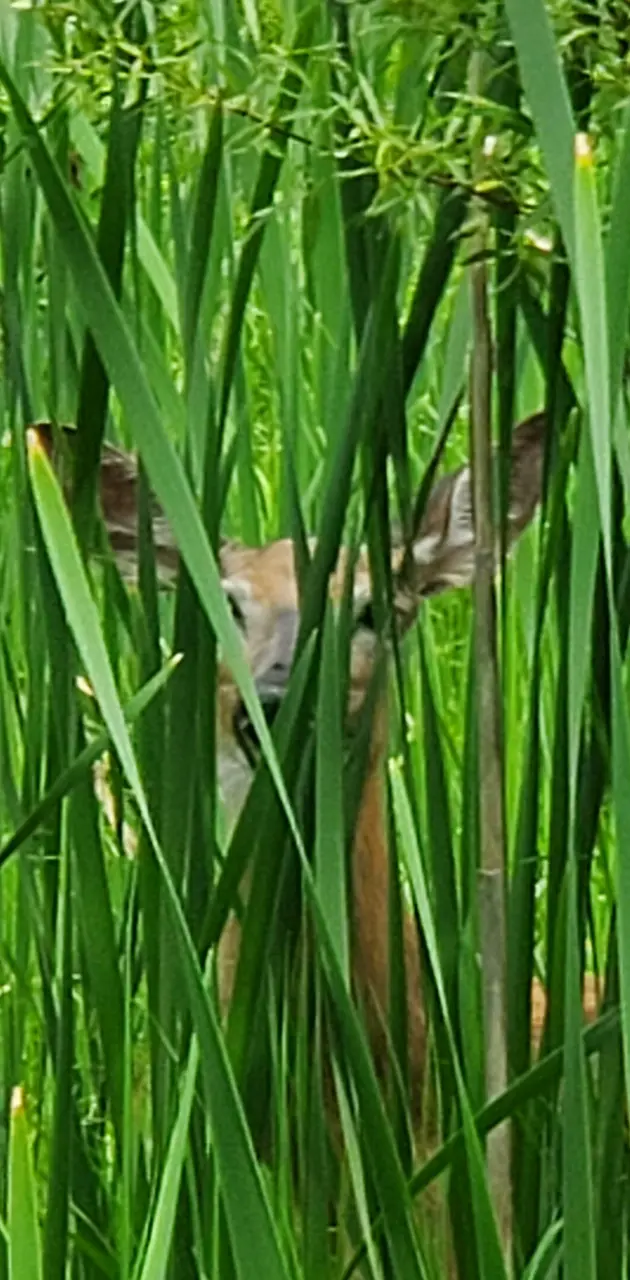 Deer in bush