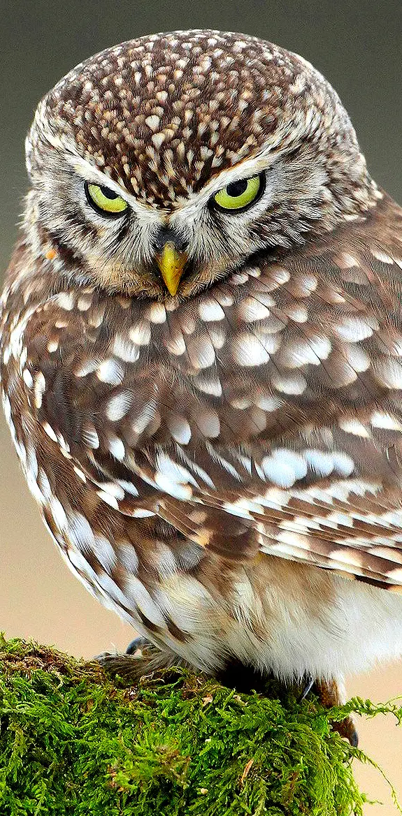 Nasty Owl