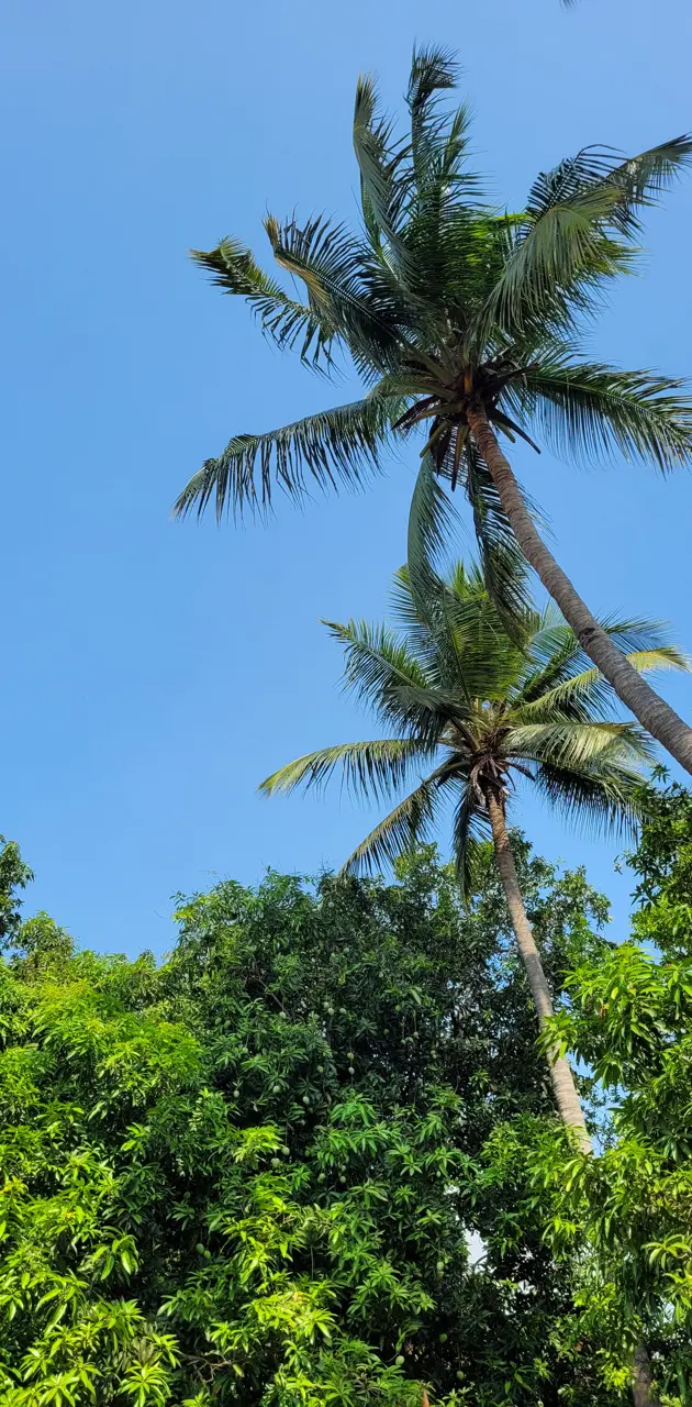 Coconut tree sky