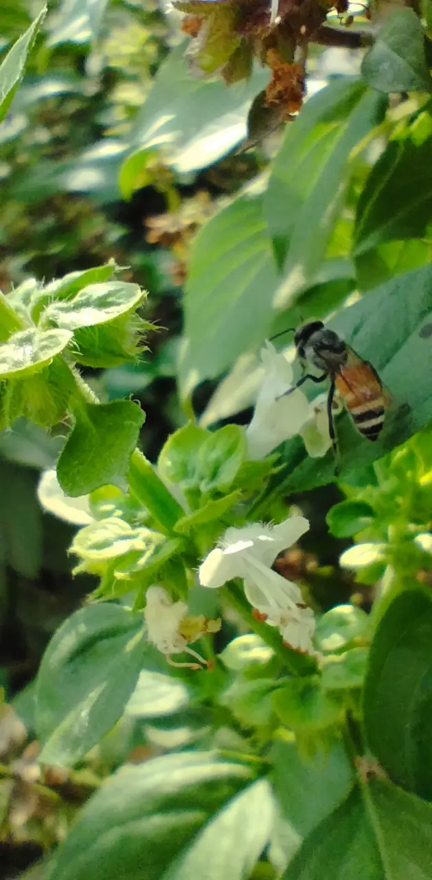 Bee on flowers