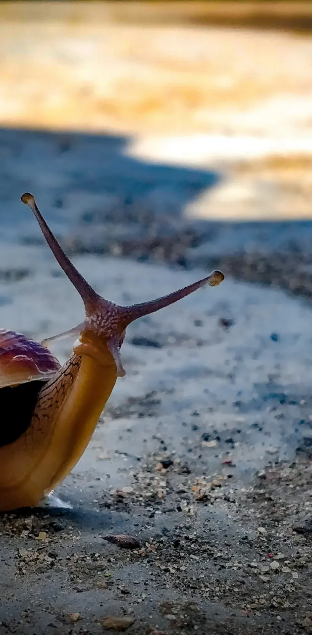 Move like a snail