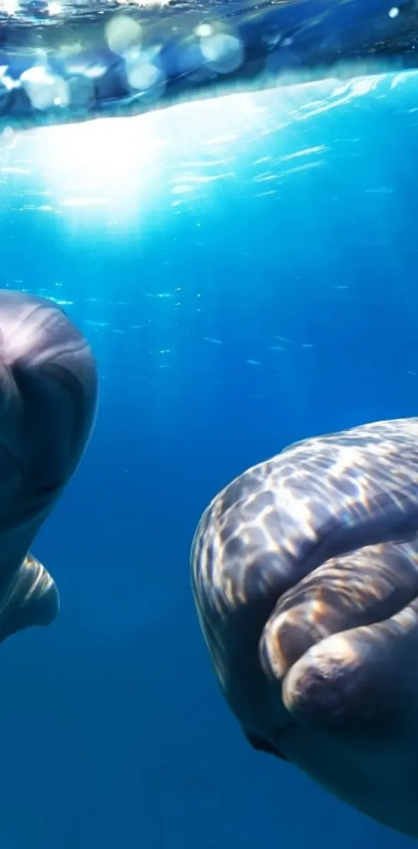 Adorable Dolphins