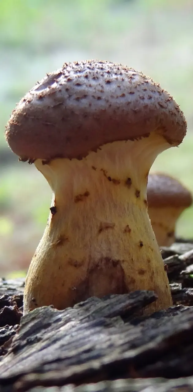 Magic Mushroom HD