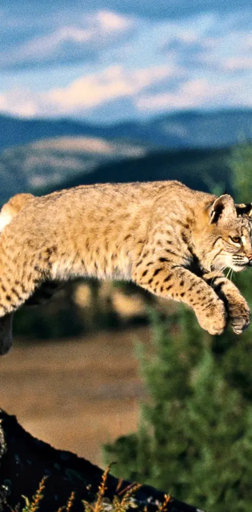 Lynx Cat 01