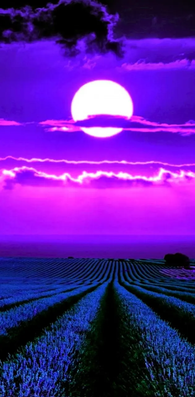 Moonlight Lavender