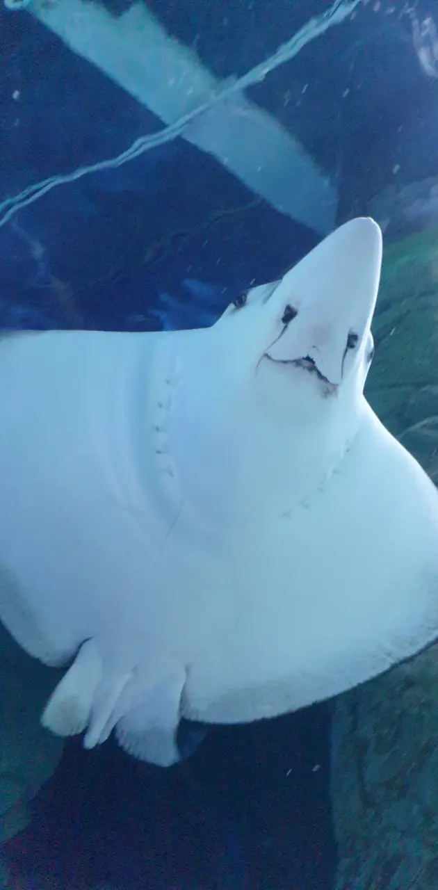Funny sting ray
