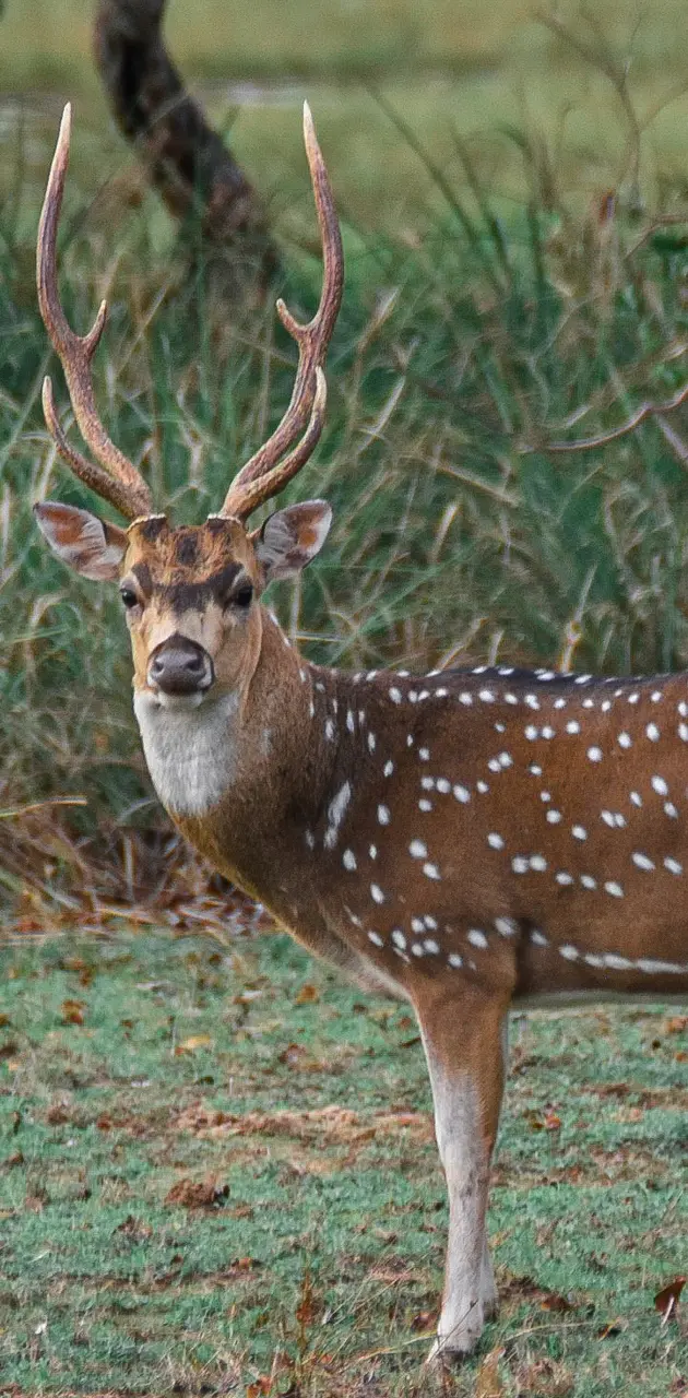 Srilanka DoT Deer
