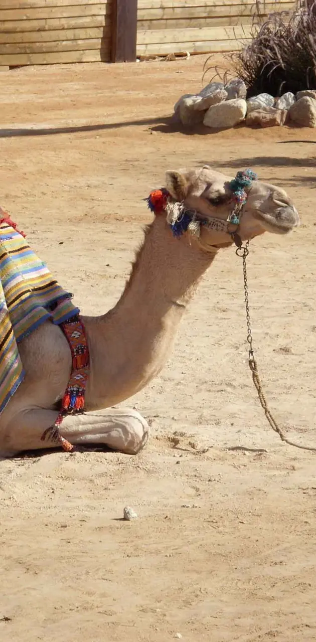 camel in Egypt   