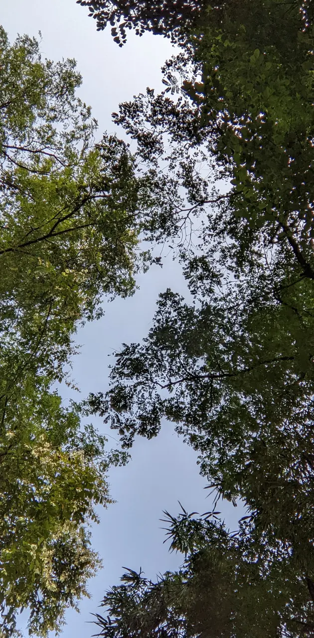 Tree sky view