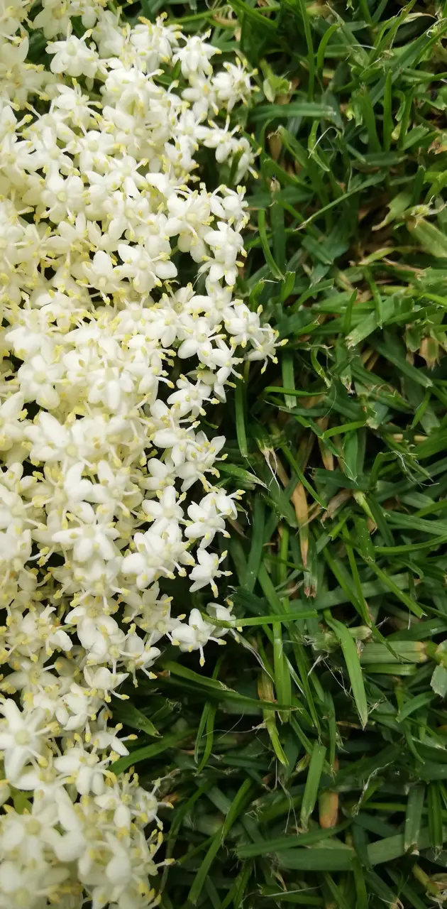 Grass_elderflower