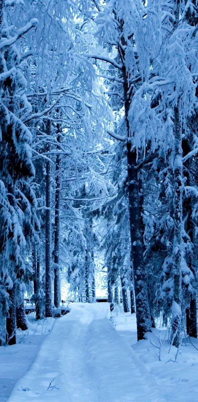 Winter path