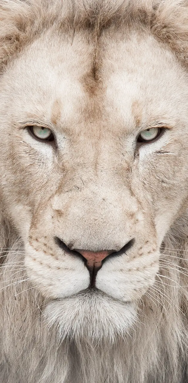 Lion white