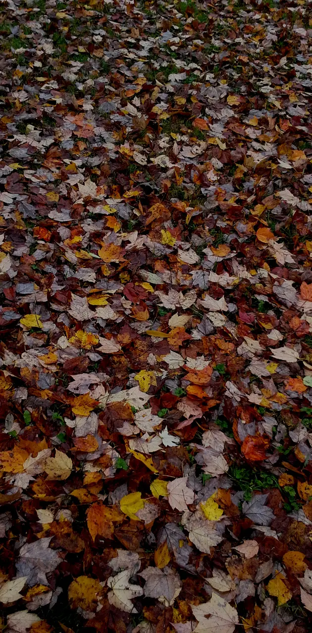 Fallen Fall Leaves