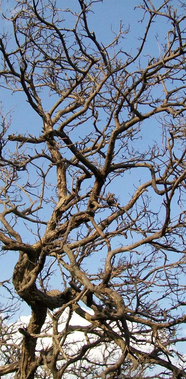 Skeleton Of The Tree