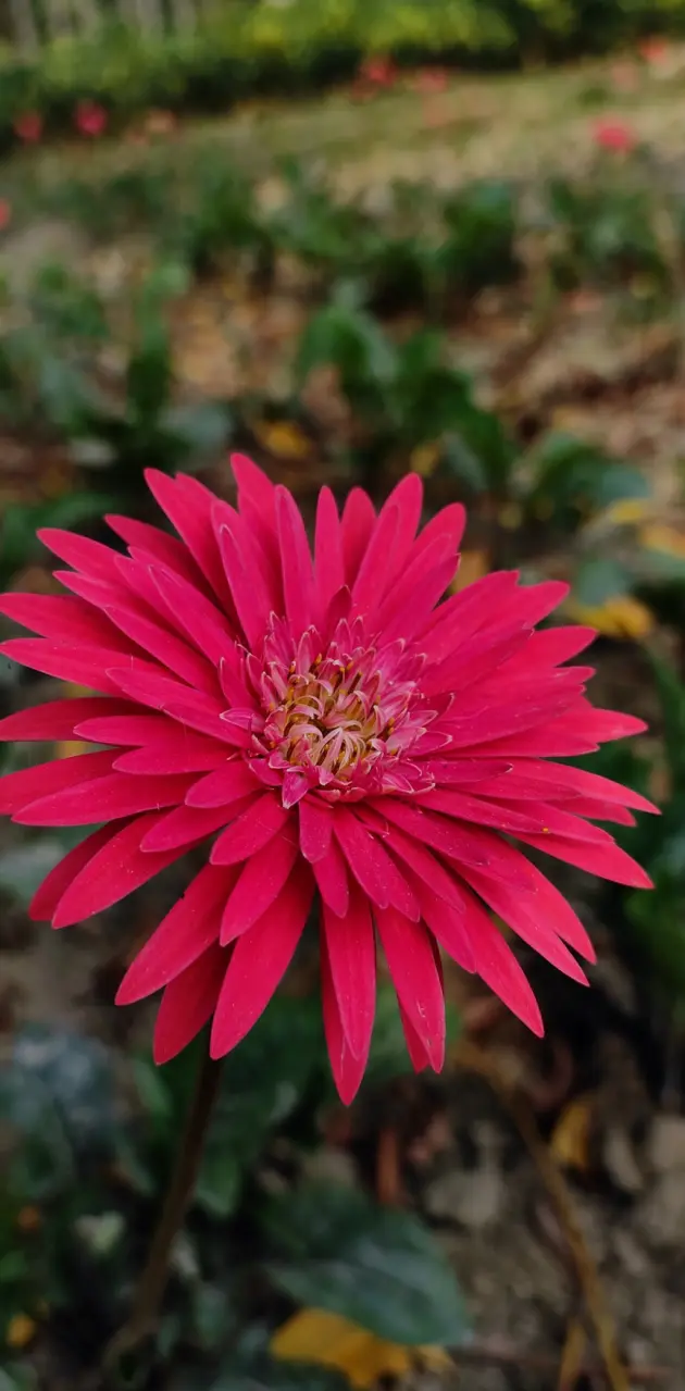 Barberton daisy (Red)