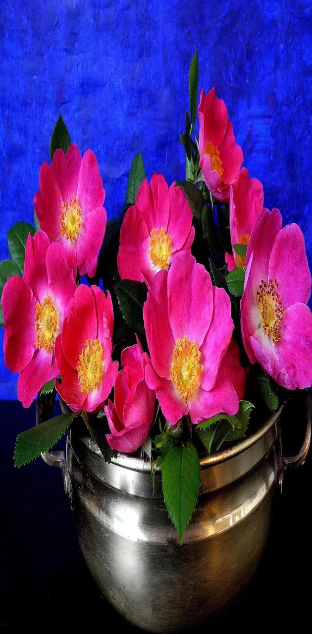 Pink flowers vas