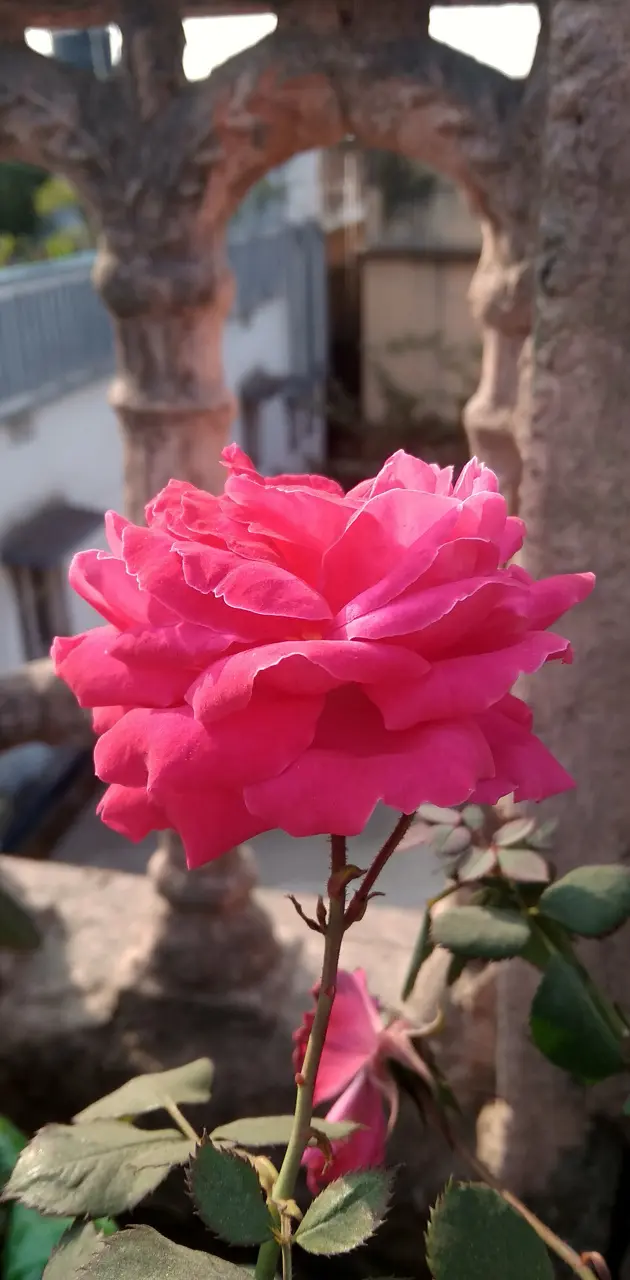 Rose blur