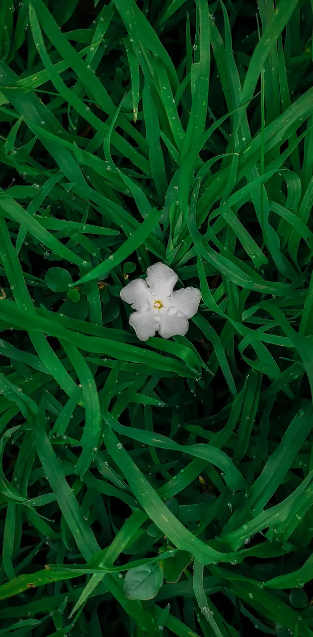 Flower between grasses