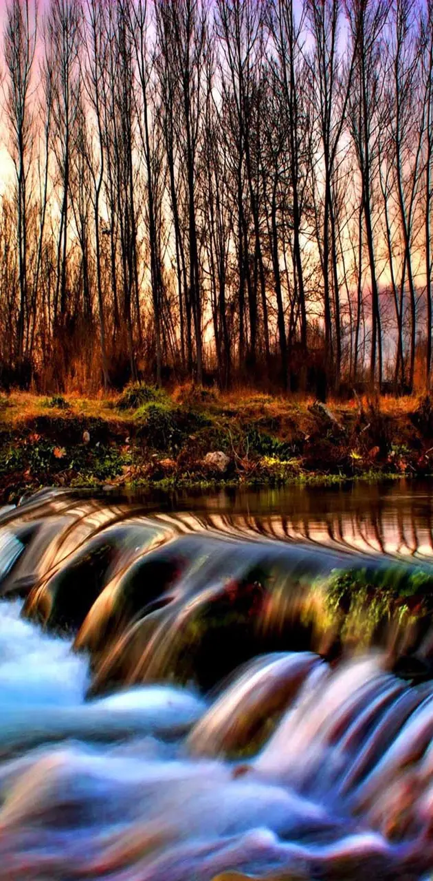 River forest autumn