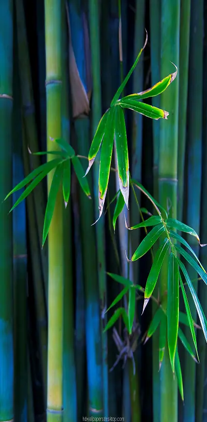 Bamboo Hq