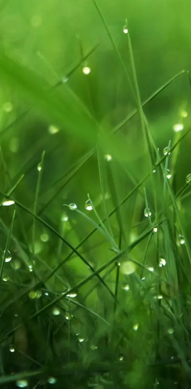 Dew On Grass