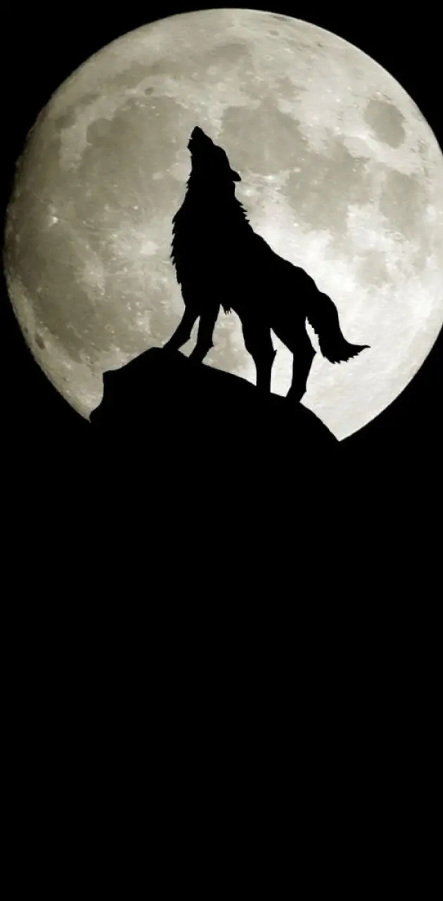 night wolf