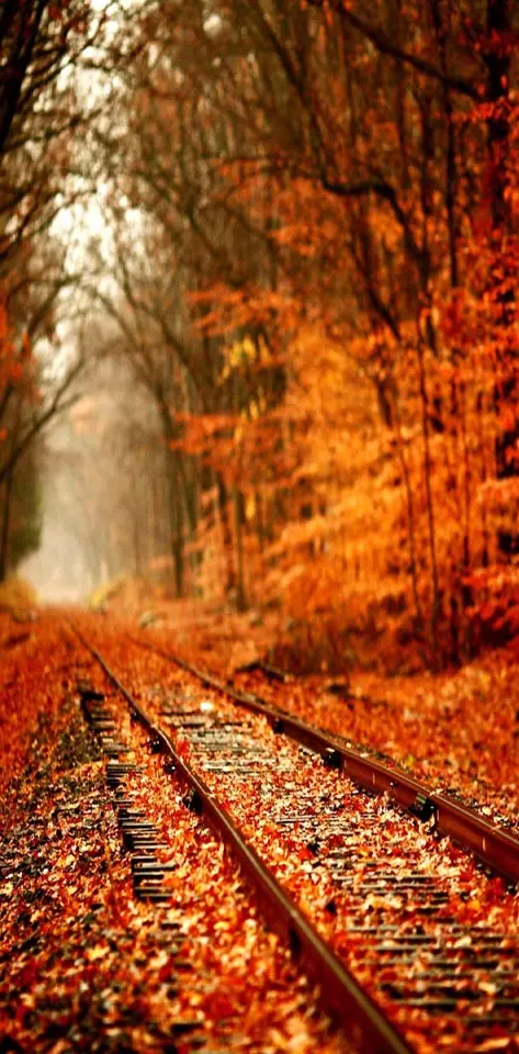 Autumn Rail Track