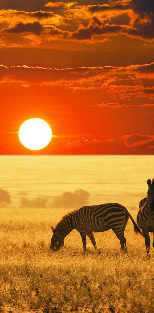 Sunrise And Zebras
