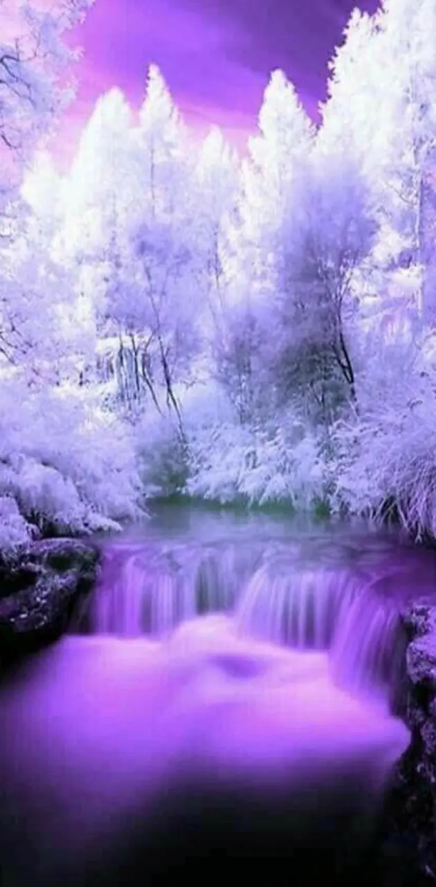 Purple Beauty 