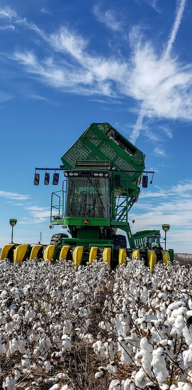 Cotton harvest 