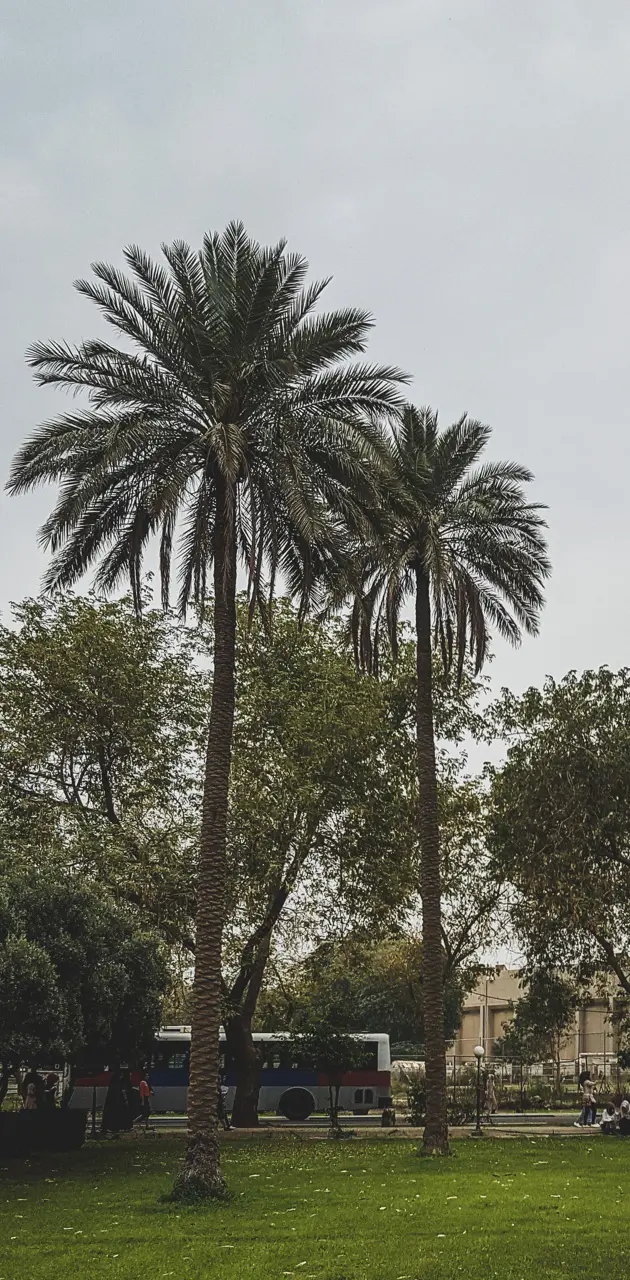 University OfBaghdad