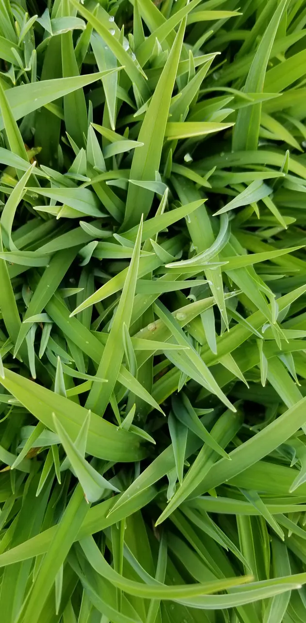 Grass closeup