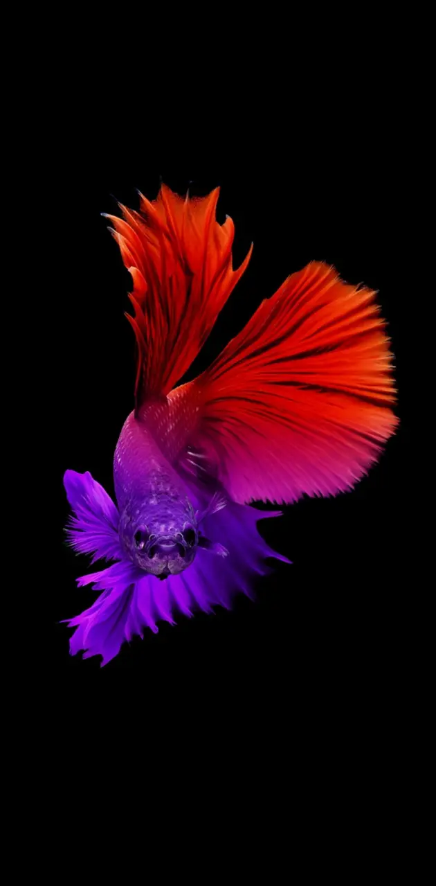 multicolored fish