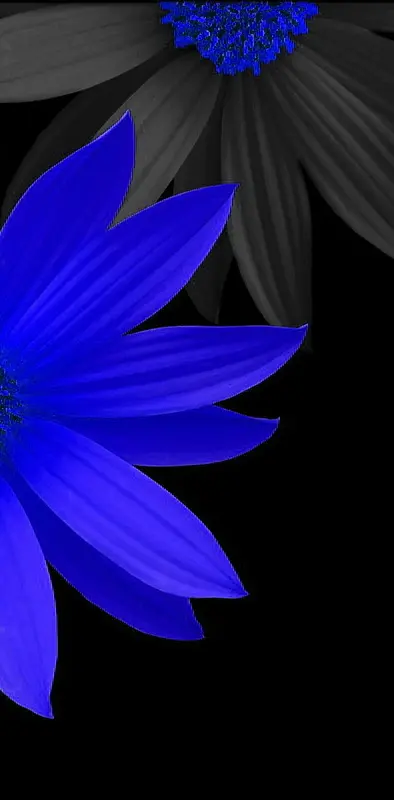 dark blue flower wallpaper