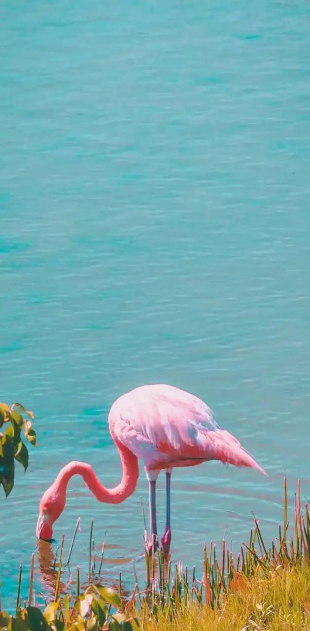 #Vibrant Flamingos#