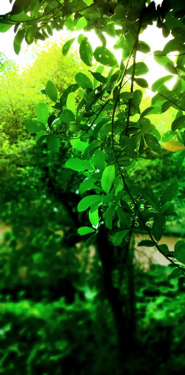 Green Leaves 1