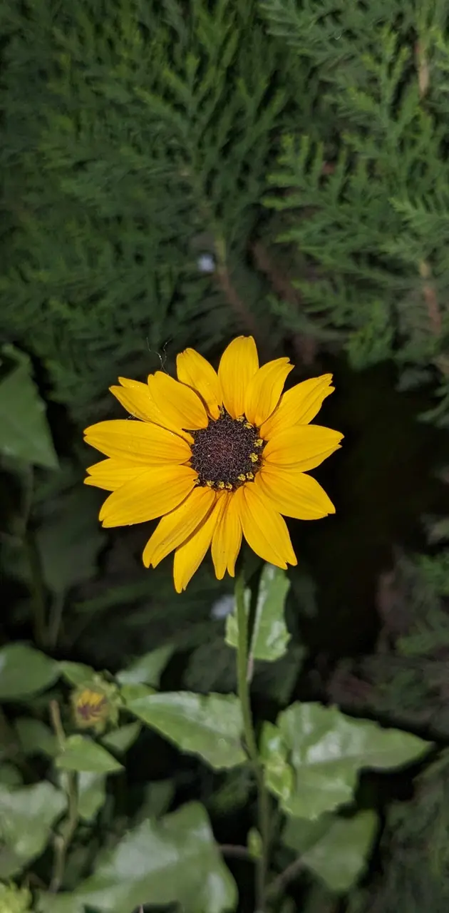 Common Sunflower 