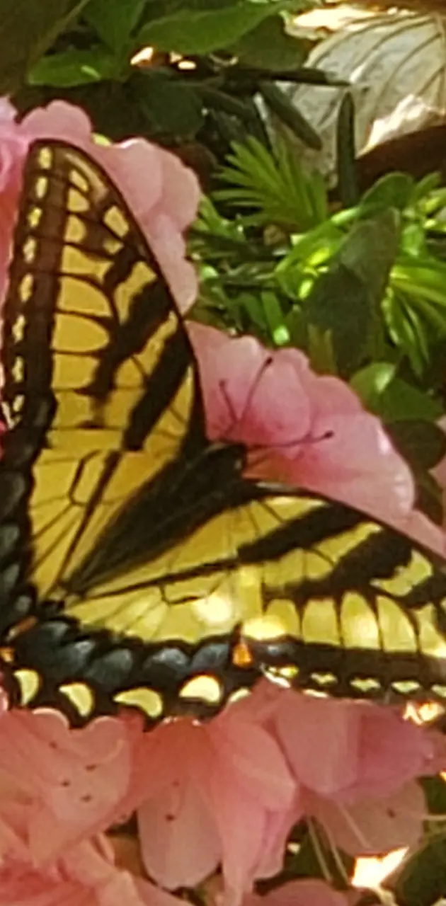 Butterfly n Flower