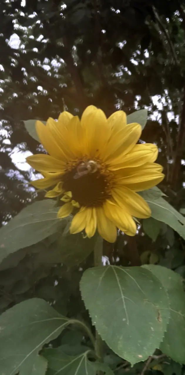 Sunflowerbee 