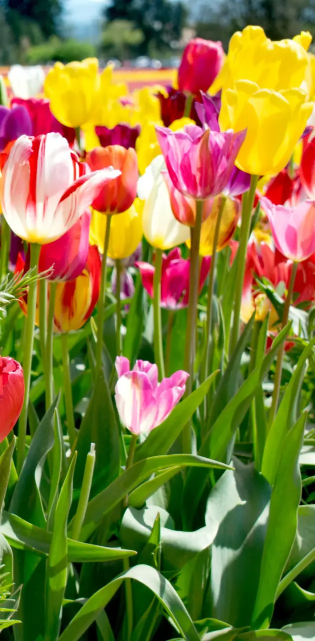 Tulip field