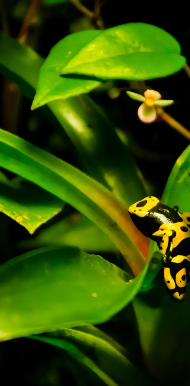 Yellow-banded Frog