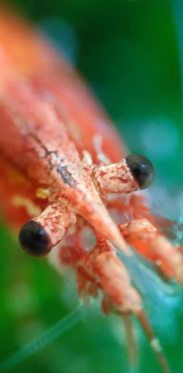 Red Cherry shrimp