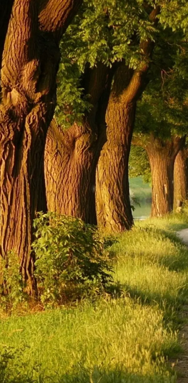 Nature Trees