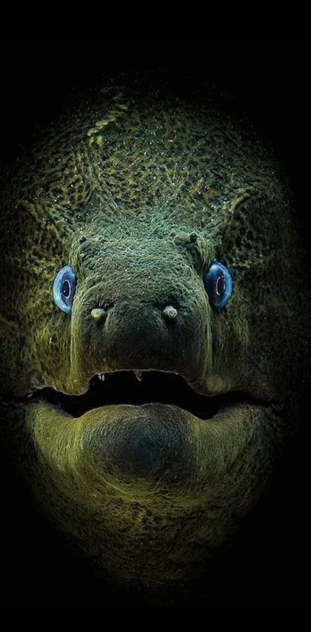 moray eel fish